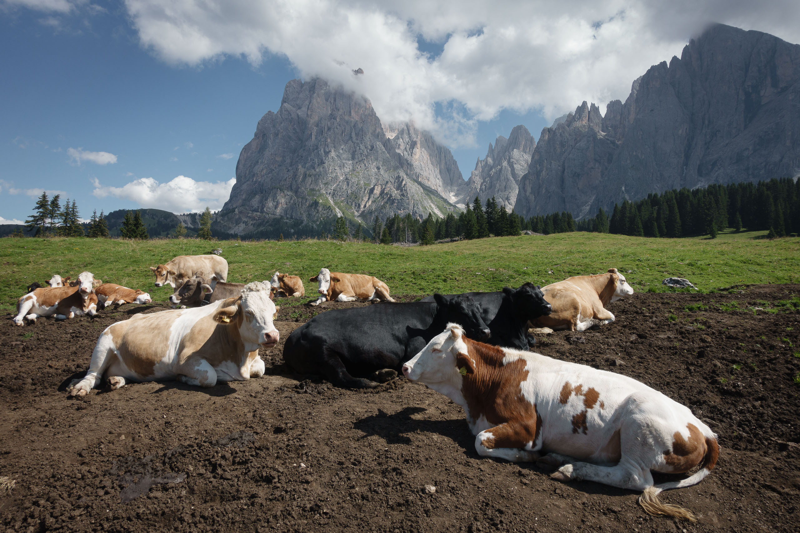 Entspanntes Dasein auf der Seiseralm