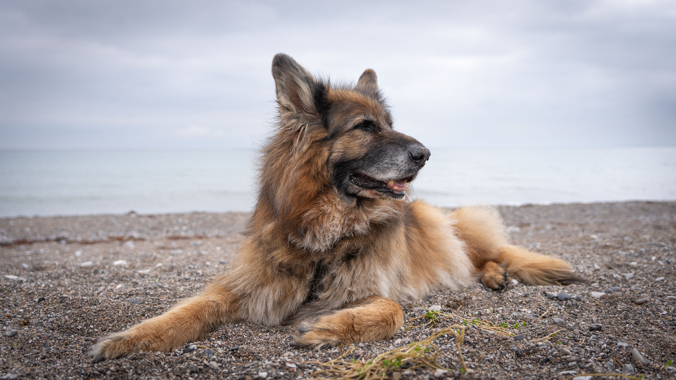 Bin ich nicht ein schöner Hund?
