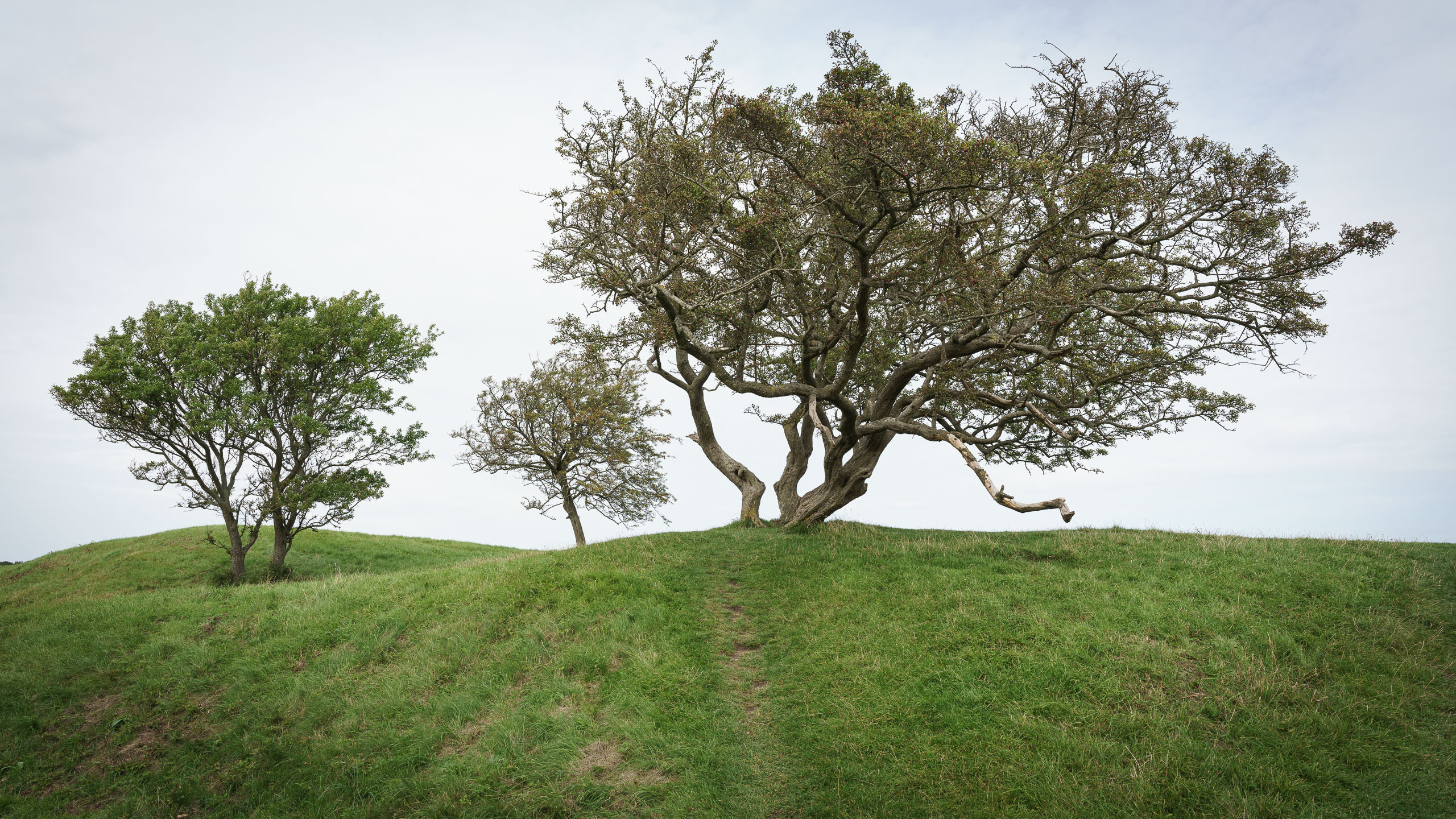 Baumlandschaft an der Kalø Slotsruin.