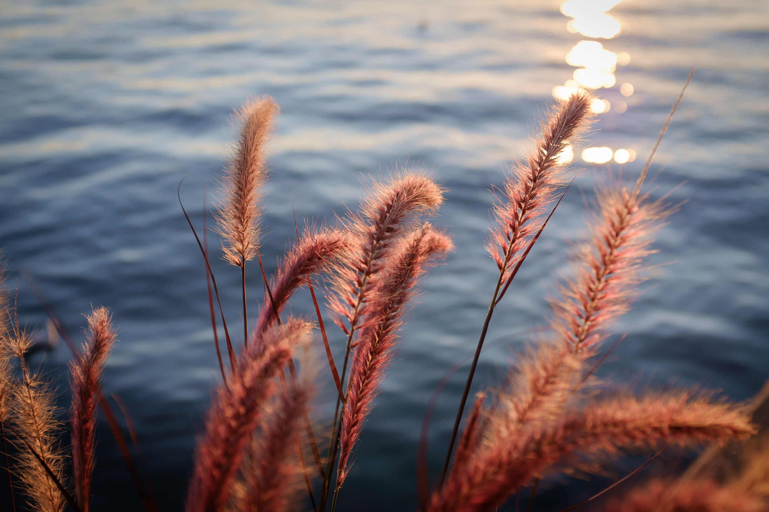Abendstimmung am Bodensee.