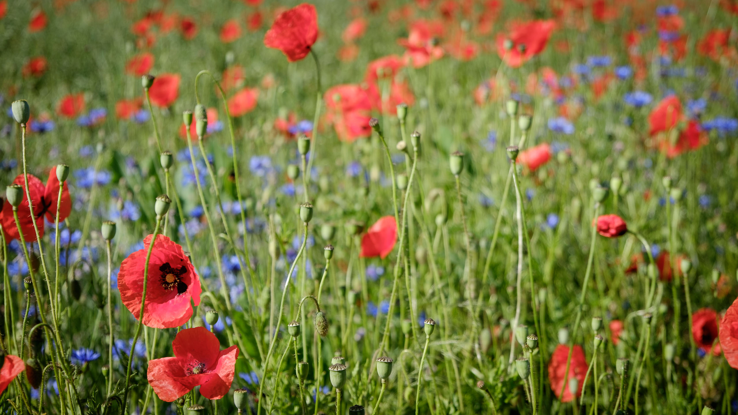 Mittwoch, 17.06.2015