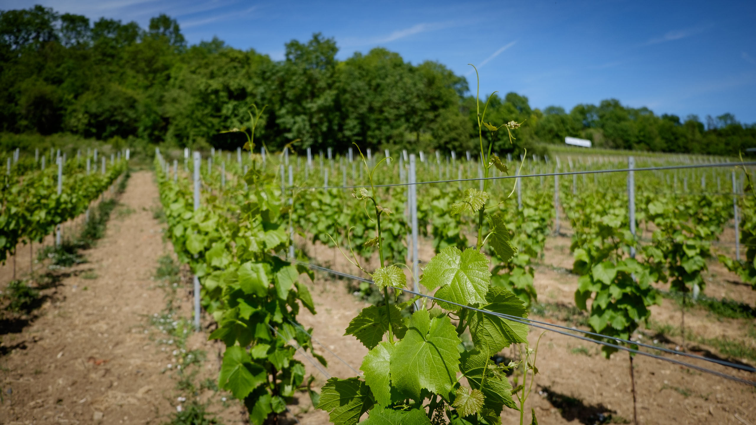 Mittwoch, 17.06.2015